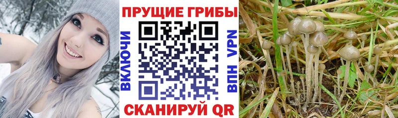 OMG ССЫЛКА Шимановск Псилоцибиновые грибы Magic Shrooms